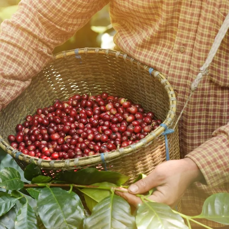 سبد حصیری پر از گیلاس رس قهوه برزیل