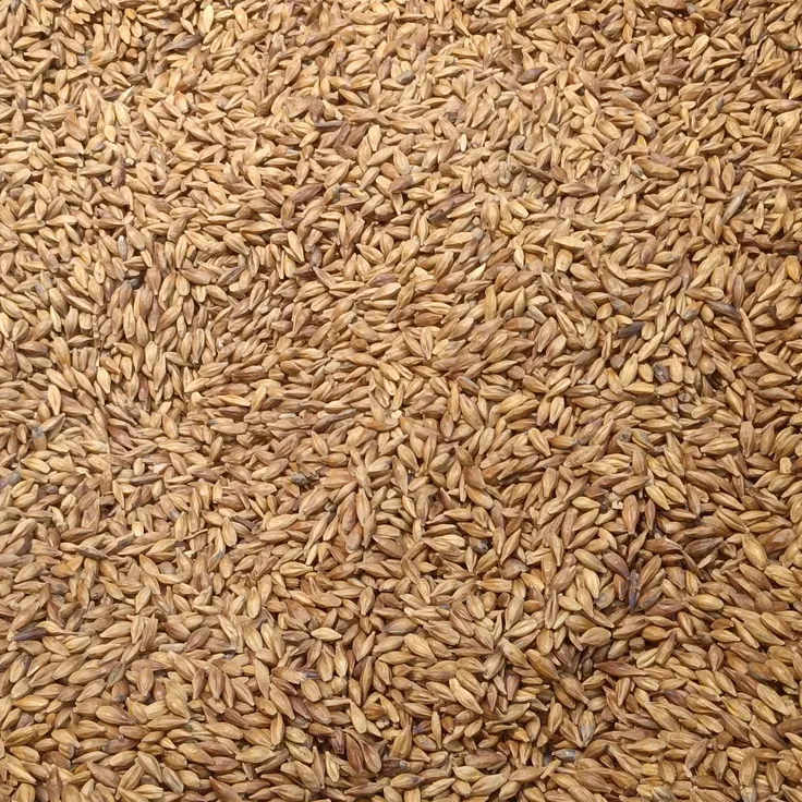 دانههای جوی خشک و روشن