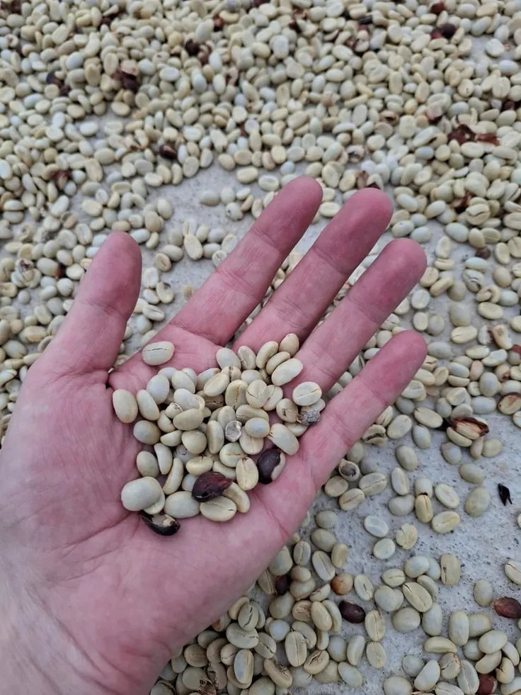 دانه سبز قهوه آماده ارسال به رستری در دست کارشناس