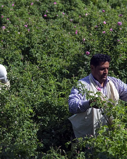 گلاب‌گیری سنتی در مزارع گل محمدی قمصر کاشان؛ چیدن گل سرخ در سحرگاه